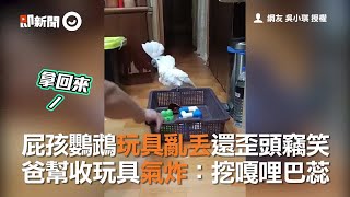 屁孩鸚鵡玩具亂丟還歪頭竊笑 爸幫收玩具氣炸：挖嘎哩巴蕊