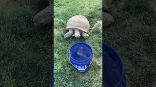 Tortoise vs Bucket!!! #shorts
