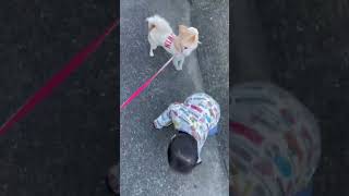 外で歩く事ができた！愛犬は息子のペースに合わせてます！優しい愛犬です♪#shorts #おすすめ #赤ちゃん #こども #男の子#赤ちゃんのいる生活 #チワワ#小型犬 #おすすめ #人気#犬動画