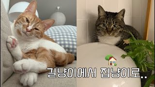 vlog) 이제는 제법 집냥이스러워진 야옹이들의 새 집 적응기🏡🐱✨