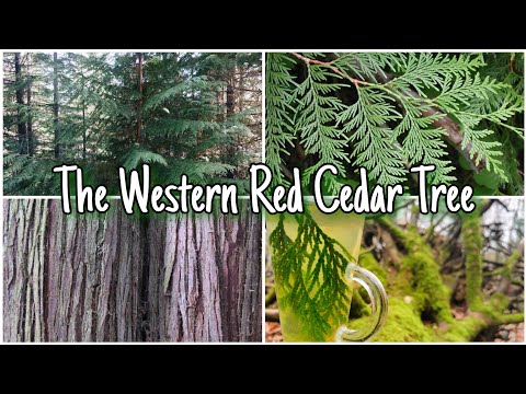 Is Red Cedar edible?