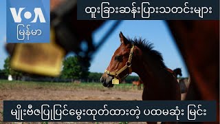 မျိုးဗီဇပြုပြင်မွေးထုတ်ထားတဲ့ ပထမဆုံးမြင်း \