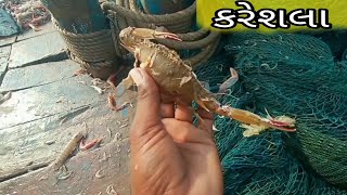 કરેશલા 😱 || careb🦀#સમુદ્રીલુટેરા #viralvideo