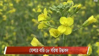 যোশরের বারি-১৮ সরিষায় ইরোসিক এসিডের পরিমান শতকরা ০.৫ ভাগ যা স্বাস্থ্যের জন্য উপকারী 26Jan.21|Mustard