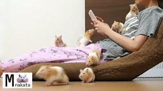 【ハムスター】飼い方次第でここまでなつく!ハムスターと私のリラックスタイム!おもしろ可愛い癒しYou can be very friendly with hamsters!