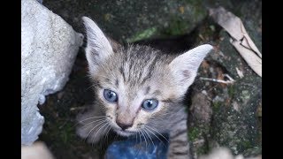 【保護猫】用水路に落っこちた子猫救出！ - Rescue kittens trapped under drainage pipe