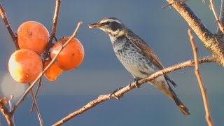 ツグミが柿を食べた