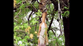 Young Leopard holding a Large Impala by his neck from the Tree | Sabi Sands | 5 January 2025