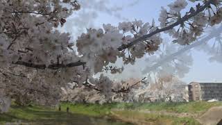 音羽川堤の桜　その3　2021/ 03/29