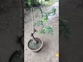 Creative Bonsai ideas #bonsai#tamarind #shorts #gardening #bonsaitree #pruning#tamarindbonsai