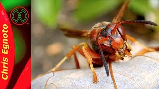 Paper Wasps Aren't Mean.