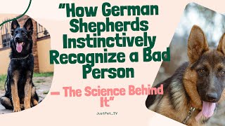 “How German Shepherds Instinctively Recognize a Bad Person — The Science Behind It”