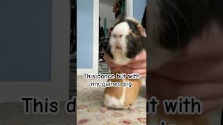 Viral trend with cute guinea pig💞 #guineapig #pleasesubscribe #cute #fyp #trend #dancetrend #share