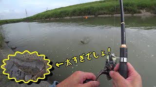 ネコのエサで釣りしたら想定外の生き物がHIT！When fishing with cat bait, an unexpected creature was caught