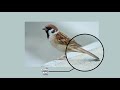 adaptation in birds what makes birds suitable to fly