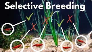 How to Selectively Breed Shrimp - Improve the color & quality of your shrimp colony!
