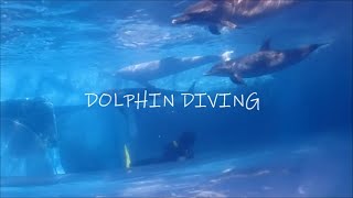 【CUCURU MOVIE】夢が叶う！太地ドルフィンFD2019【ダイビングの世界】Diving in TAIJI