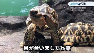 のっそり歩くよ [A Strolling Turtle]