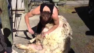 Shearing Pete the ram by future champion Jack Fagan