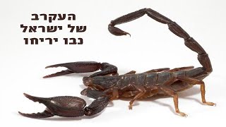 נבו יריחו העקרב הלאומי של ישראל