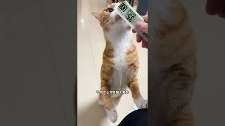 做男猫也太辛苦了，不仅是妻管严，竟然还要兼任保镖和保姆… 猫兽医张旭流浪猫橘猫