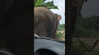 කොහෙ ගියත් පයින් ගමන් හස්ති රාජයා 🥰  #wildwonders #nature #elephant #shorts