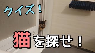 【隠れんぼの達人】サビ猫。たっちゃんを探せ！