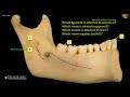 picture tests in head and neck anatomy 8