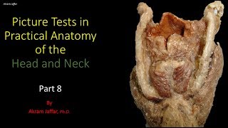 Picture tests in head and neck anatomy 8