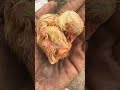 chickens are bitten by ants 😭 鸡被蚂蚁咬了 😭