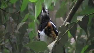 chestnut backed thrush singing