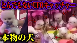 【大炎上】子犬が景品のありえないUFOキャッチャーがあるゲームセンターがヤバい。