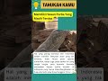 Komodo Satu Satunya Hewan Purba Yang Masih Tersisa