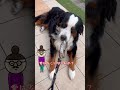 愛すべき反抗者 家に入りたくない可愛い犬の自由な生き方 バーニーズマウンテンドッグのギズモ shorts shortvideo subscribe dog donnie vlog