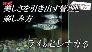 品種別【メダカの飼い方・育て方】ラメ＆ヒレナガ系メダカの作出ノウハウ