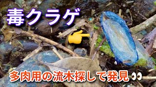 【毒クラゲ】多肉用の流木探し中に毒クラゲを発見👀 カツオノカンムリ in 奄美大島南部の海 #96