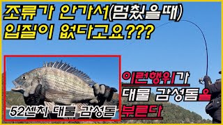 지금 부턴 감성돔 5짜초대물을 공략하자!!!금오열도의 대물 감성돔 공략기