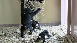 カズミと生後4か月のヨツバ ちゃん 49 Kazumi \u0026 4 month baby Yotsuba Chimpanzees