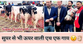 एक ही बुल की बछड़ियां आईं पहले🥇, दूसरे🥈, और तीसरे🥉 पर🤯|Top HF cows|CRI Stoic semen result|2-4 दांत|