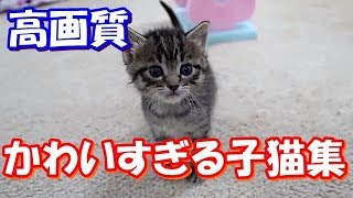 【高画質♪かわいすぎる子猫集/04】可愛すぎる動物たち！おもしろ！ハプニング！犬 猫 動物 爆笑