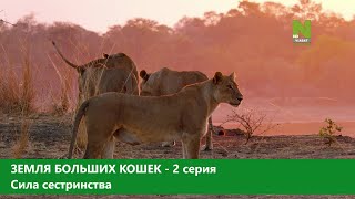 Земля больших кошек. 2-серия. Сила сестринства