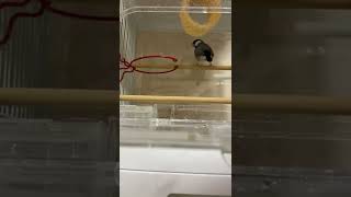 マジで産まれる5秒前な文鳥【まる:2歳4ヶ月】 java sparrow