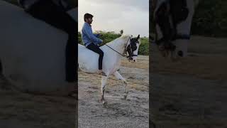 Riding Kathiyawadi Horse In Reval Chal { Vipul Ahir }