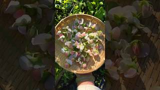 菜園裡美麗的豌豆苗花#田園生活 #種菜Beautiful pea seedling flowers in the vegetable garden #gardening #farming