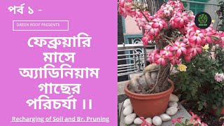 February মাসে অ্যাডিনিয়াম ফুল গাছের পরিচর্যা || Care of Adenium Plant in February || পর্ব -১||