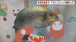 「12年に1度だね！」干支の「卯」にちなんだ魚ってなんだ？伊豆・三津シーパラダイスで特別展示