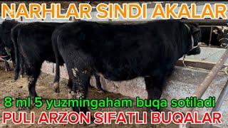 Puli Arzon Sifatli buqalar Sotiladi 8 ml 5 yuzming gaham buqa bor