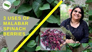 3 Uses of Malabar Spinach Berries | Nasira Habib | Urdu/Hindi with English subtitles