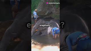 Unbelievable Animal Rescues Caught on Camera