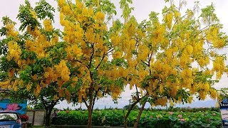 2019.06阿勃勒盛開的季節.串串金黄花穗綻放! Golden Shower Tree